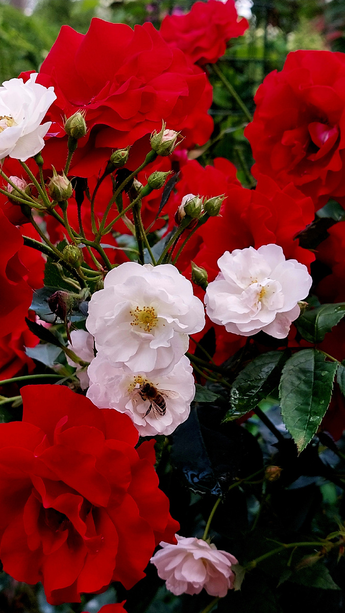 Г. Х. Андерсен. Флорибунда. И незнакомка с пчёлкой