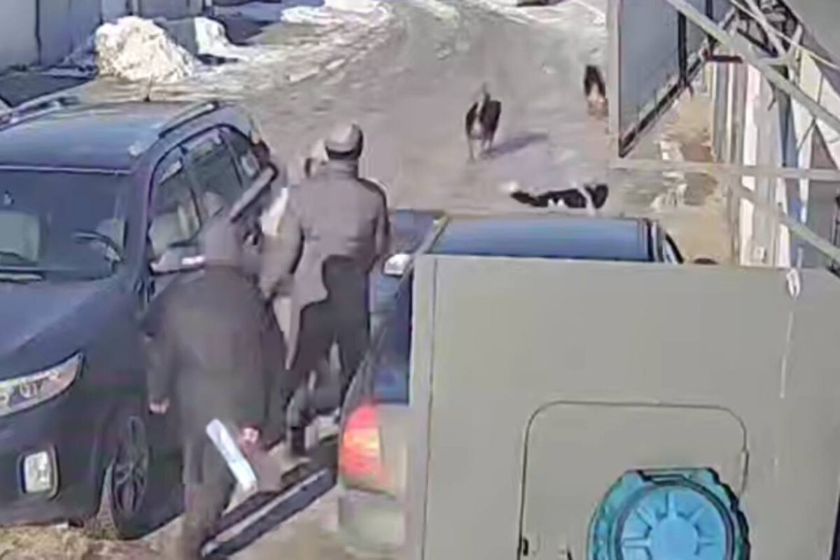    В Орске стая бездомных собак набросилась на девочку-подростка