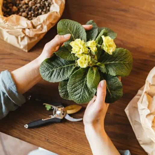   Размножение комнатных растений: советы от AzaliaNow Кира Белькова