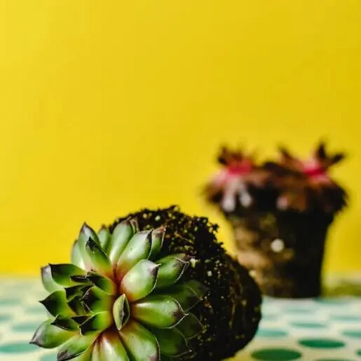   Размножение цветов черенками: советы от AzaliaNow Кира Белькова