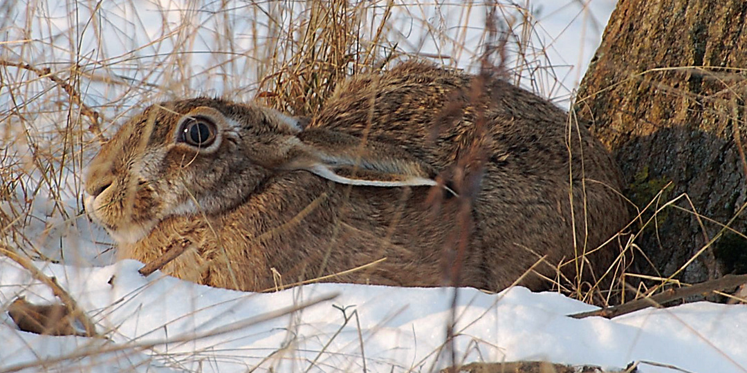 И мясо съесть, и в снегу засесть: как на самом деле зимует заяц