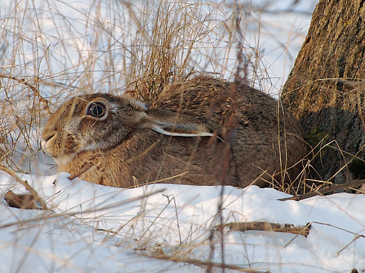 Фотография: Accipiter, CC BY-SA 3.0