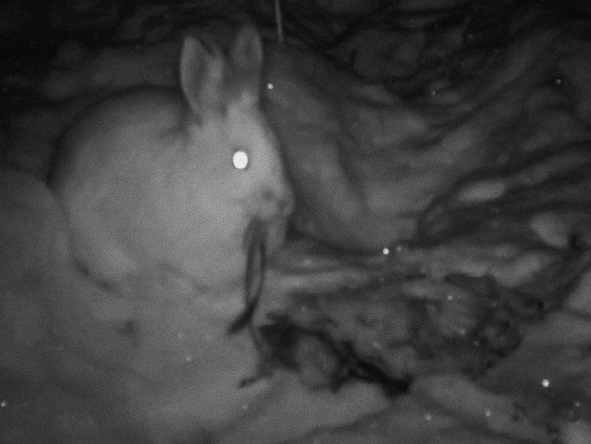 Американский беляк ест мясо. M. Peers et al. / Northwestern Naturalist, 2018 год.