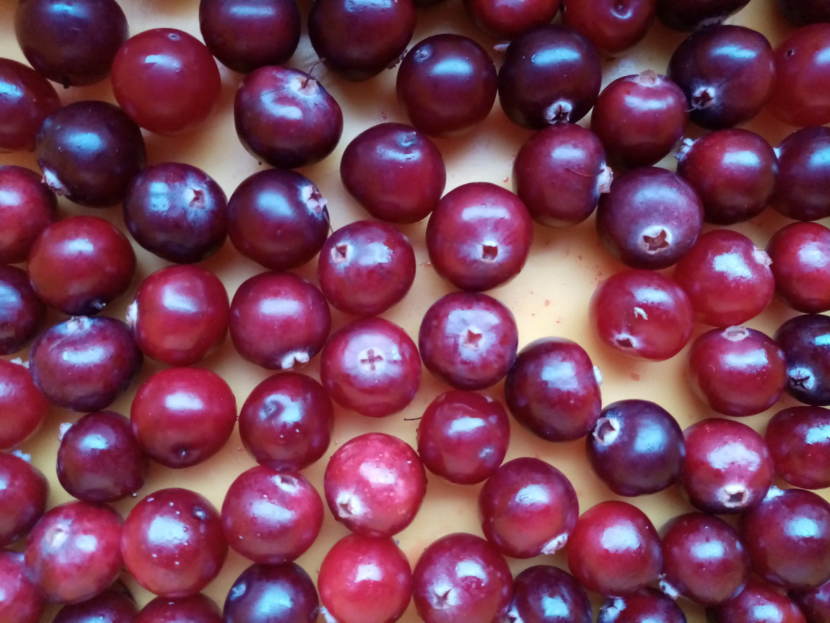 Клюква, фото автора