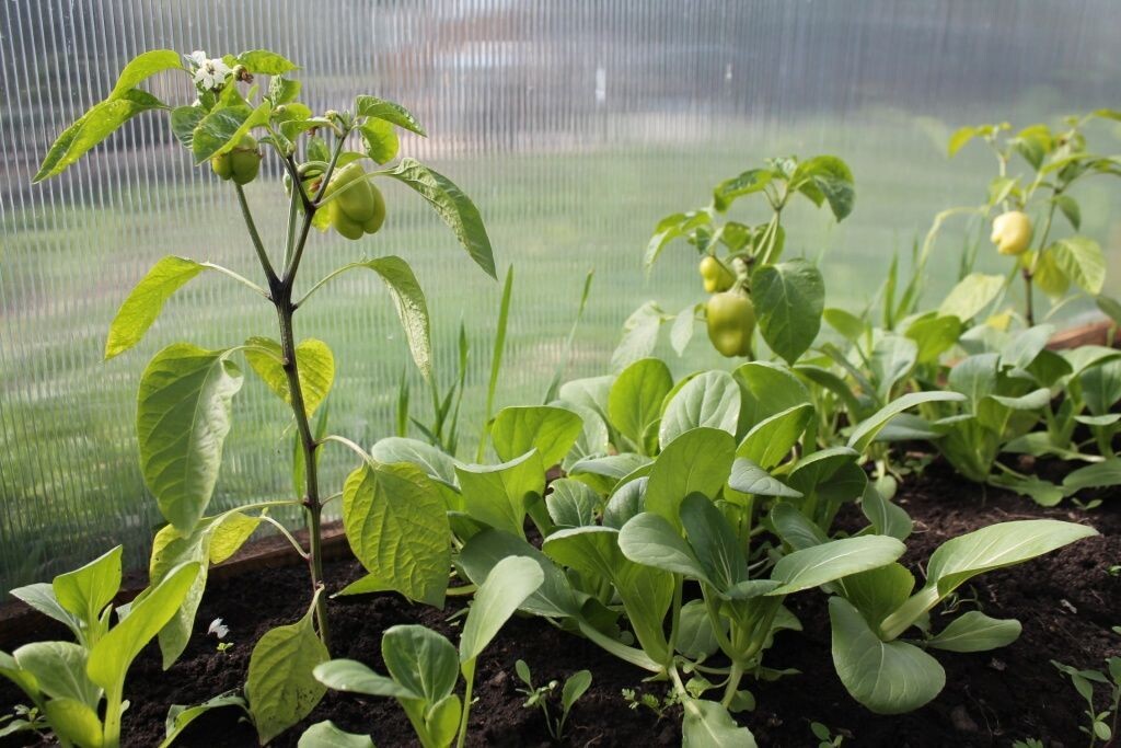  Перец и пак-чой в теплице