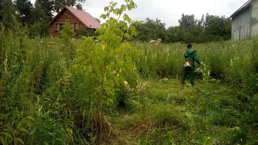 «Топ-13 агрессивных растений»: лучше не сажать их на своём участке