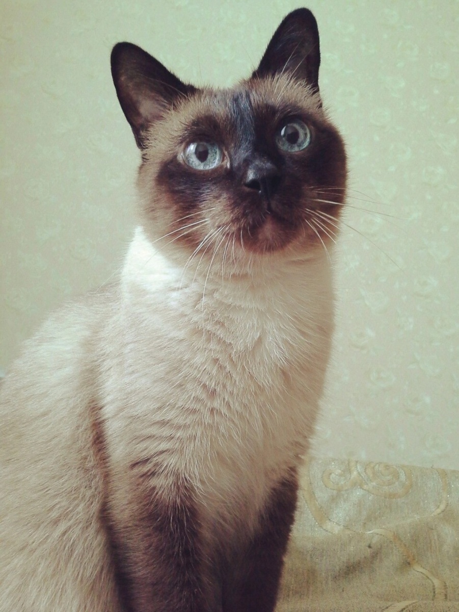 Красавчик мой. Кешка.