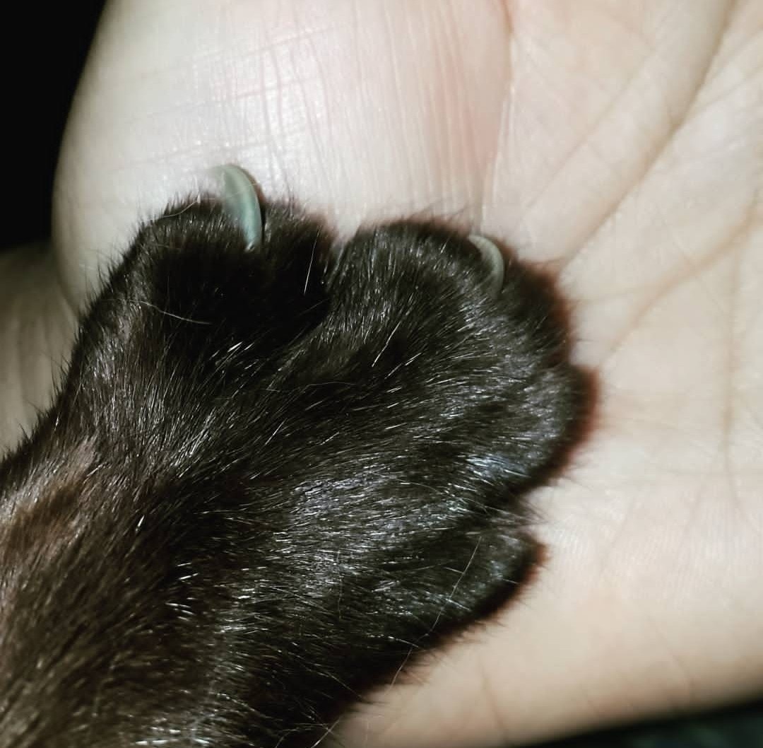 Утро начиналось не с кофе. Ритуал. Лапка в руку: привет! 