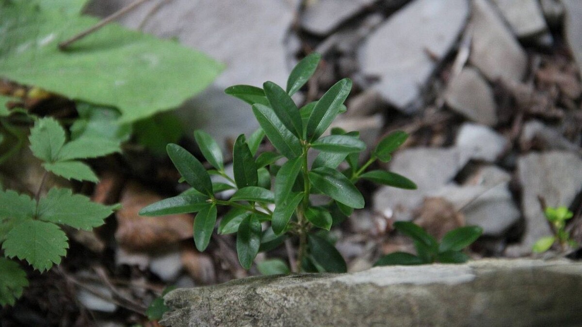    Фото: npsochi.ru