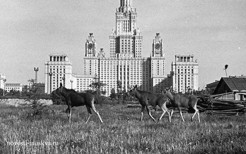 Еще во второй половине прошлого века возле МГУ можно было увидеть не только коз из частного сектора, но и самых настоящих лосей из лесопарковой зоны.