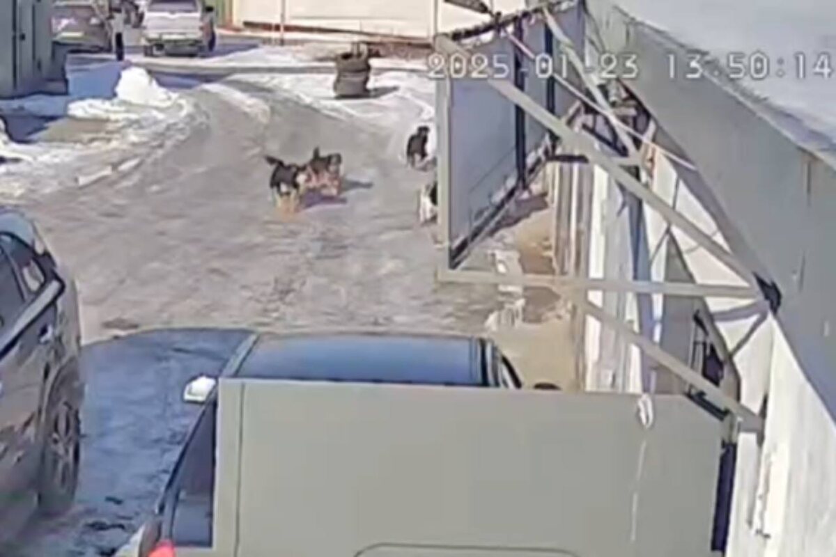    Кадрами нападения собак на девочку-подростка в Орске заинтересовалась прокуратура