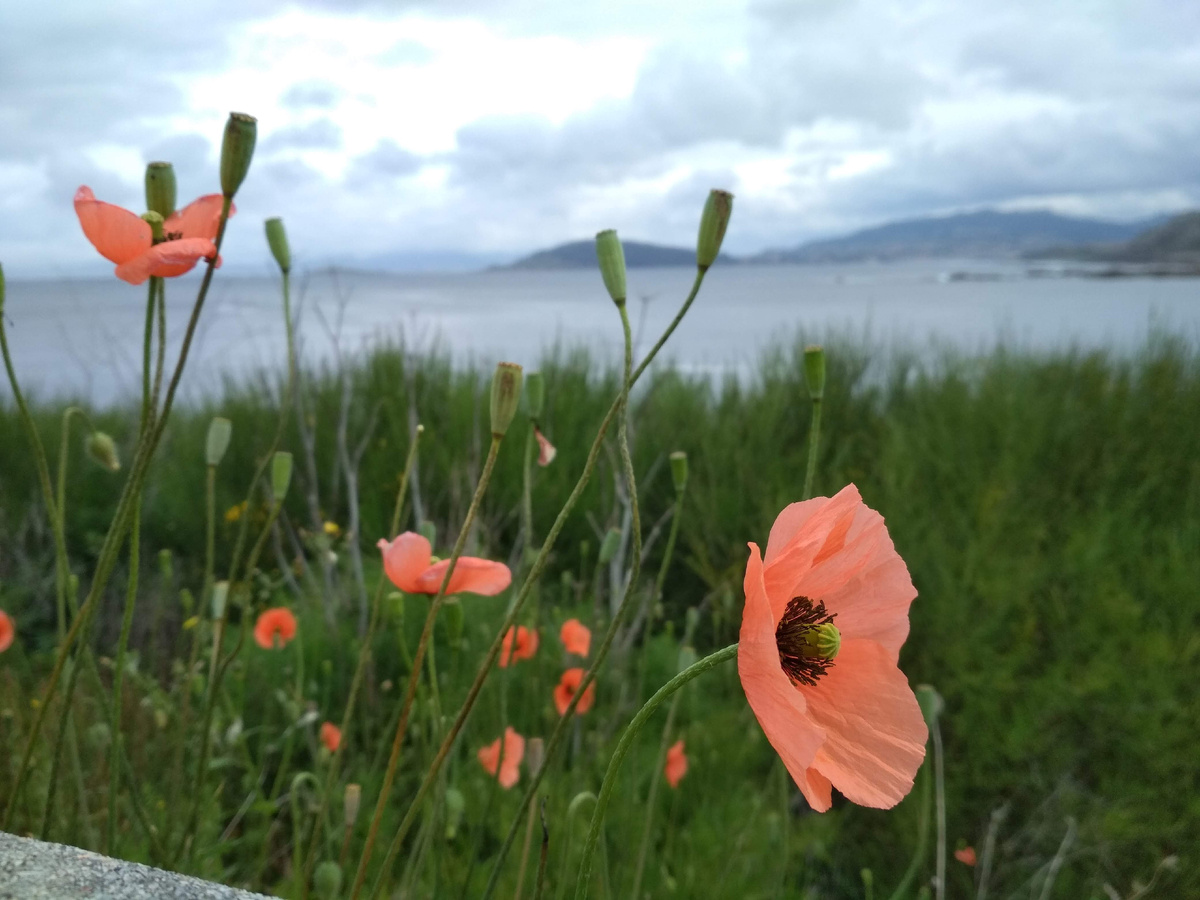 Маки, встреченные на Пути Сантьяго 