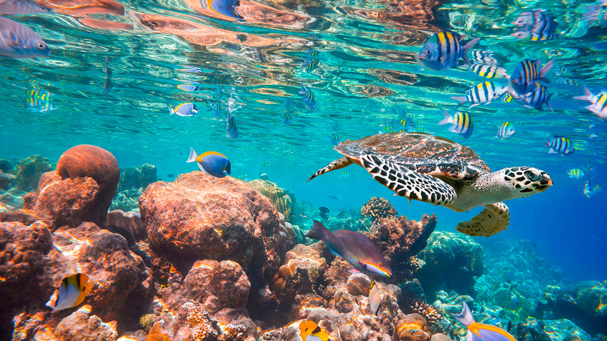 Выбирайте отель с хорошим домашним рифом – и наслаждайтесь!