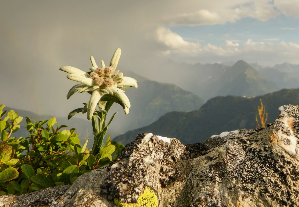 Таким образом выглядит сам цветок Эдельвейса