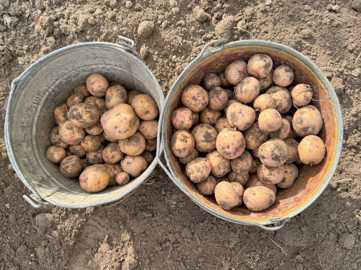 16 вёдер выкопали в 2024 году, в сравнении с 2023 годом меньше почти в 2 раза