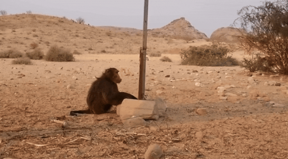   Esa A. Ahmad et al. / Proceedings of the Royal Society B.