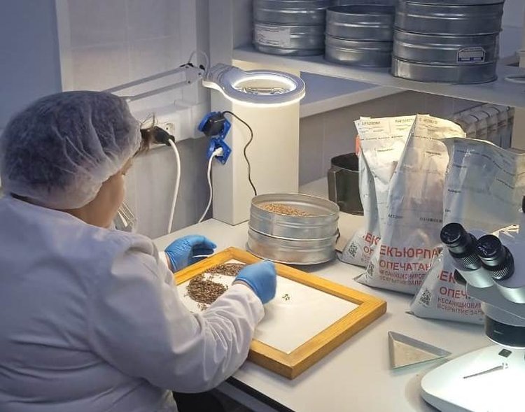    Башкортостан открывает экспорт семян расторопши в Индию