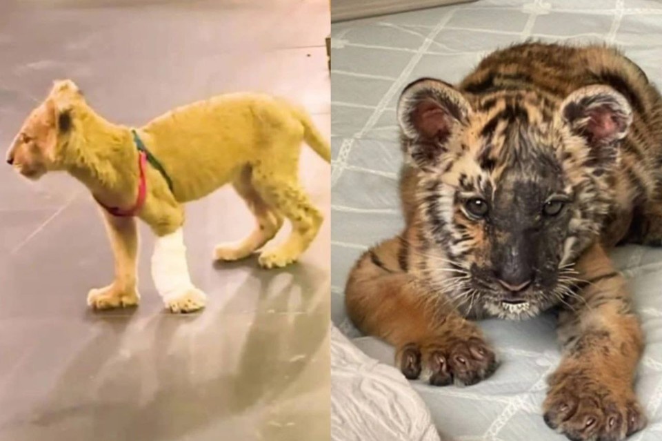    Волонтер рассказала о нелегальной продаже львов на Северном Кавказе. Фото: стоп-кадр видео «Земля прайда»/хоспис для крупных кошек «Дом тигров»