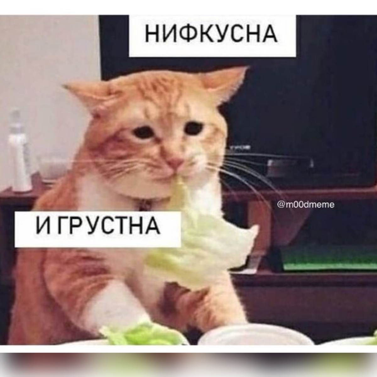 Меня мучают диетой!!!