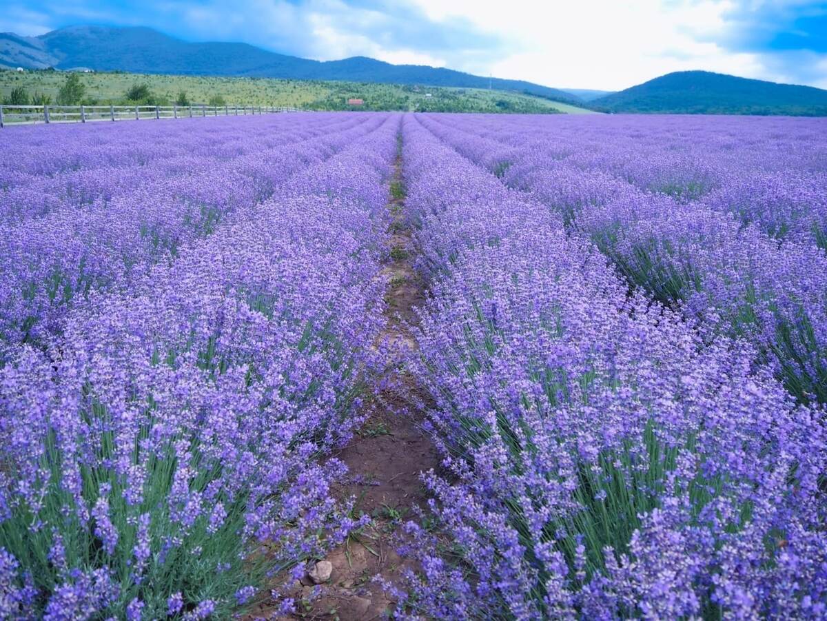 Прекрасное лавандовое поле, расположено неподалеку от хутора
