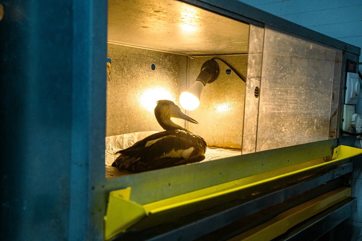 Фото: Варвара Вострокнутова