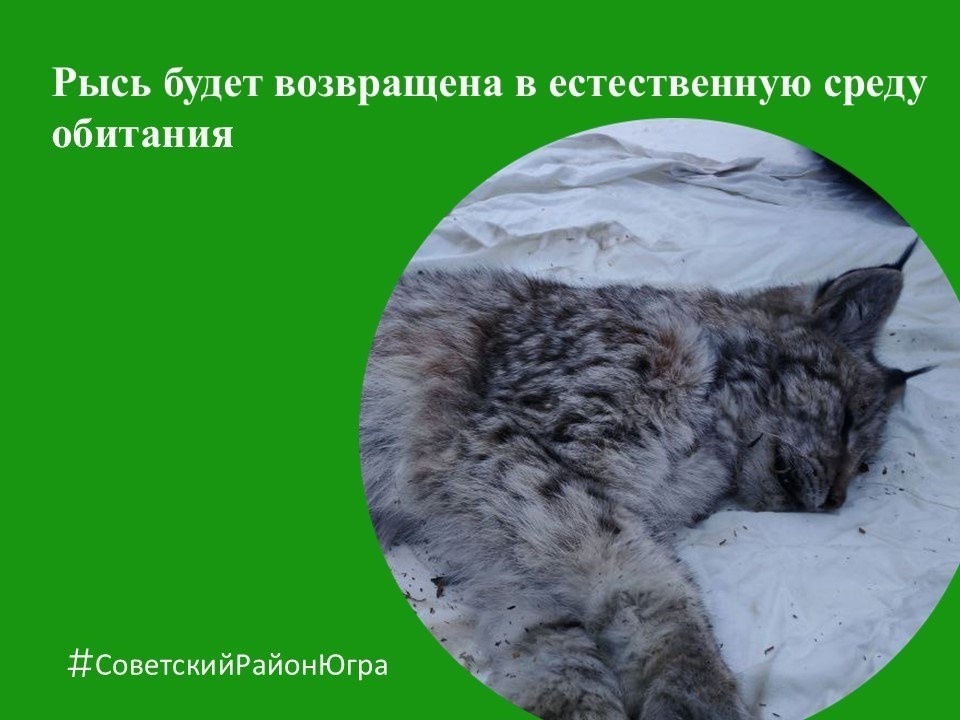    В Советском поймали гулявшую по городу рысь