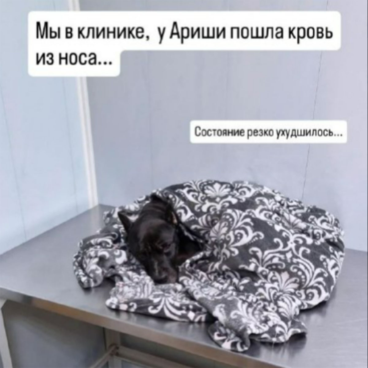 Собака Сабины Пантус Арина. Фото: соцсети Сабины Пантус