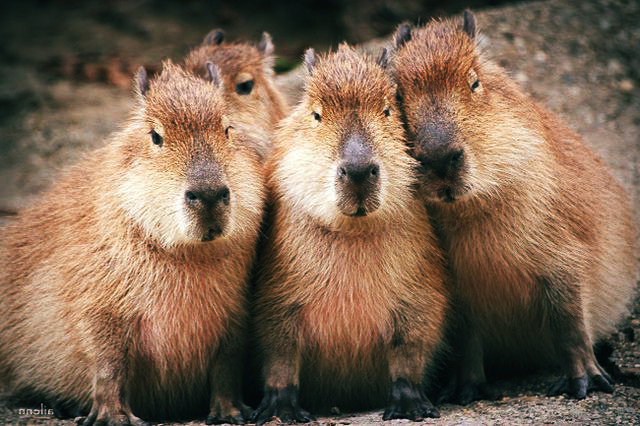 Фото из интернета