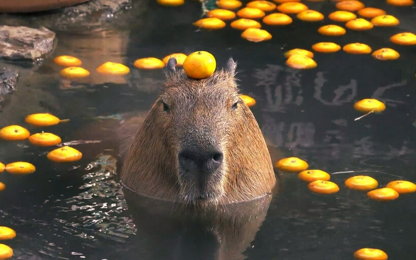 Фото из интернета