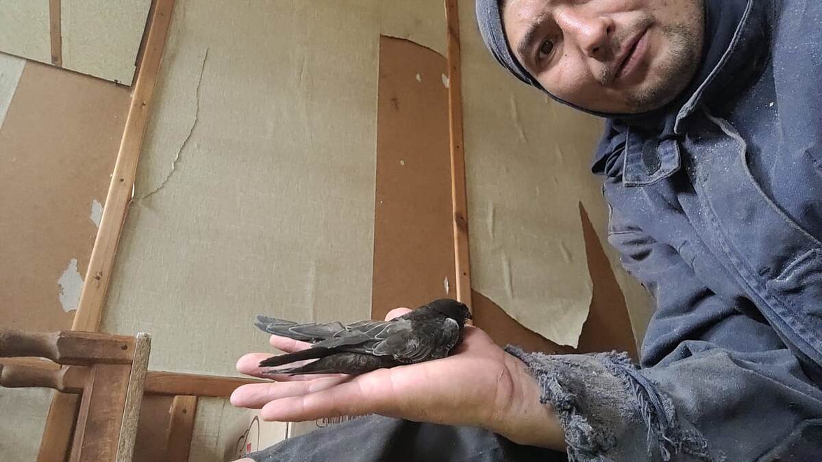 Июнь 2022г. Нашел птенца когда искал заготовку, отнес в безопасное место.