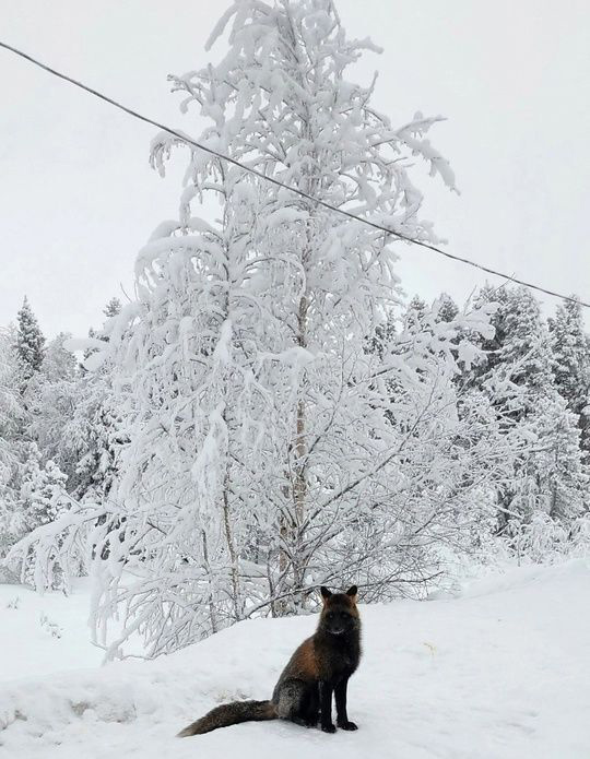 Неожиданные гости