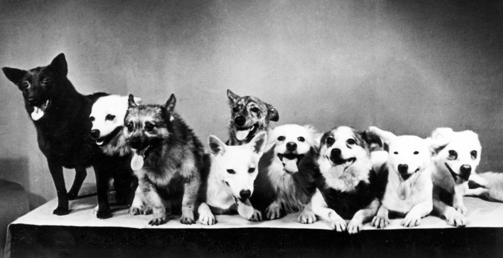 Отряд четвероногих «космонавтов»