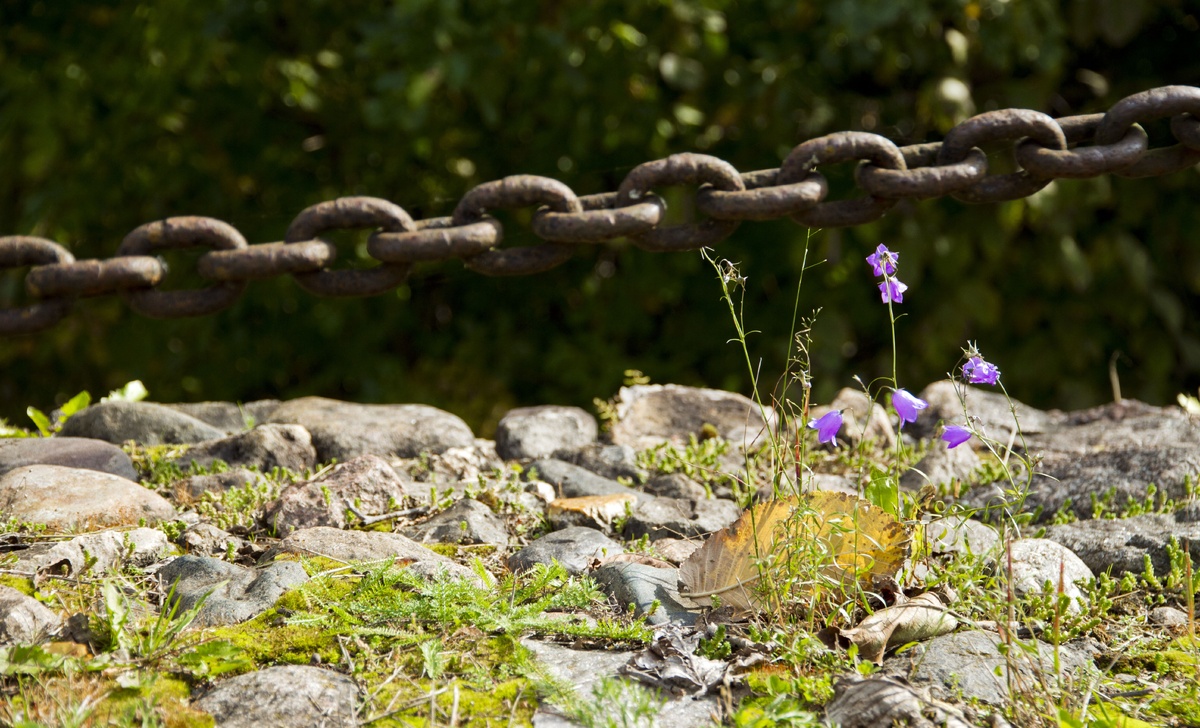 Даже растительность бывает экономной