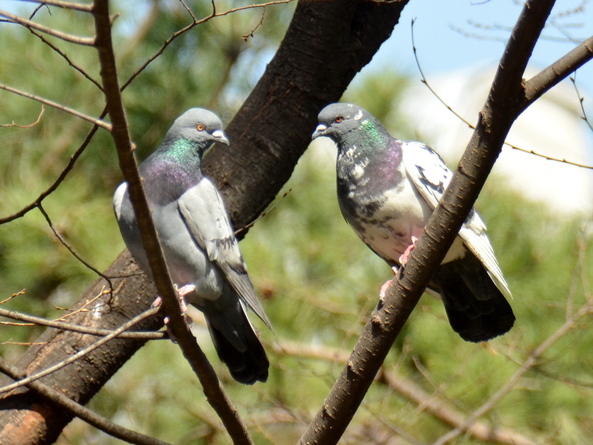 Голуби в одном из парков Сеула. Фото из личного архива