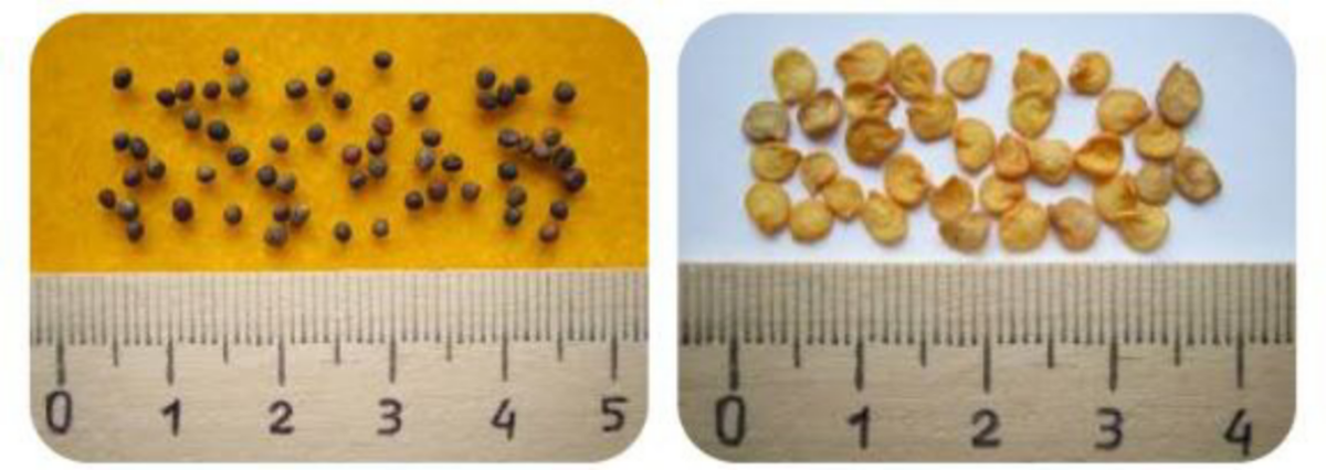 Калибровка семян