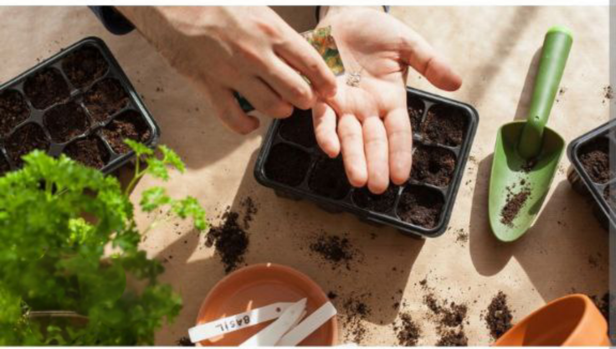 Посадка семян 