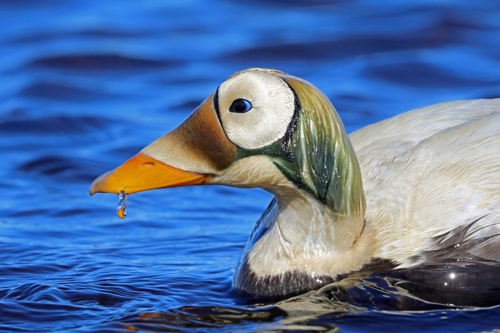 Аляска, фото Nigel Voaden