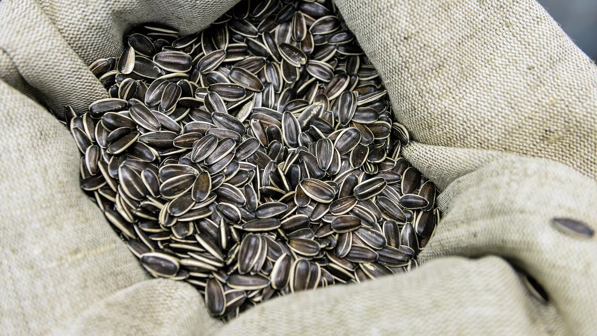 Фото: РИА Новости / Владимир Песня