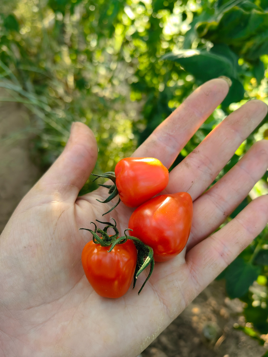томат Томатоберри
