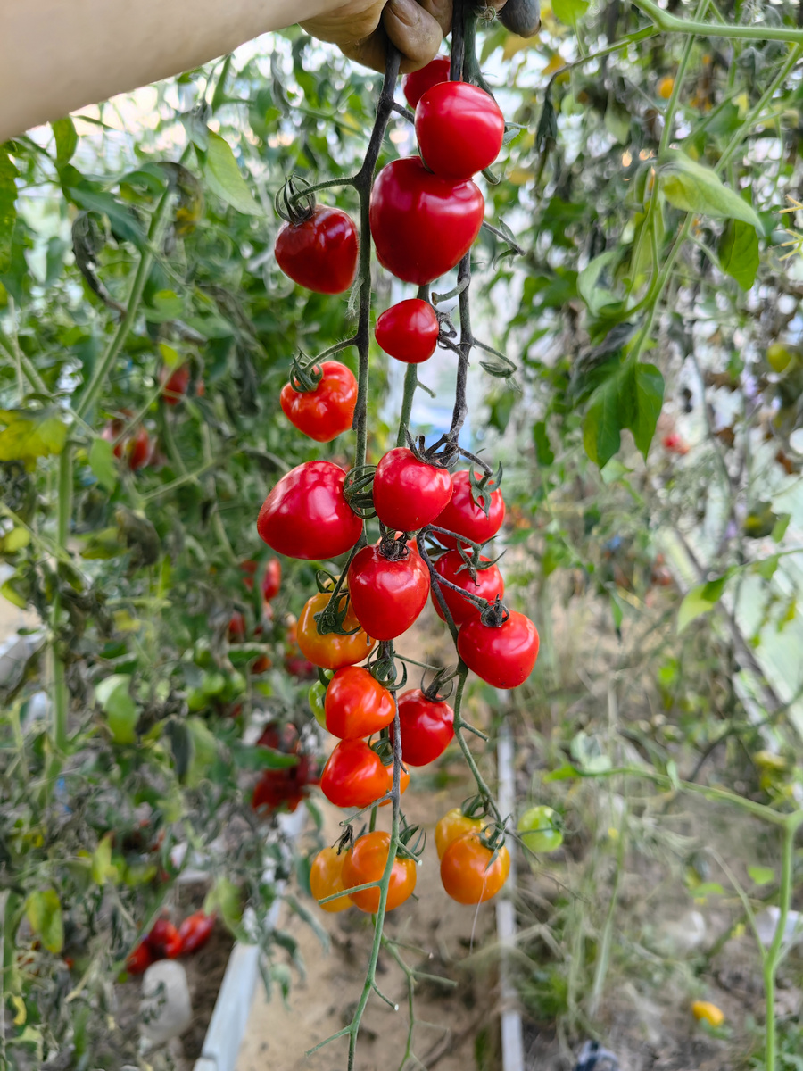 томат Томатоберри