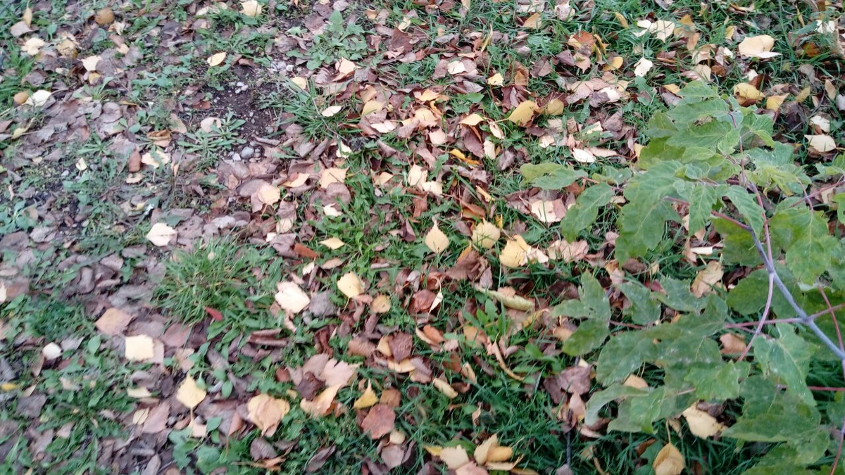 Фото автора.