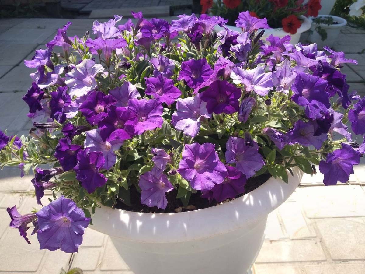 Петуния Шок Вейв Деним 