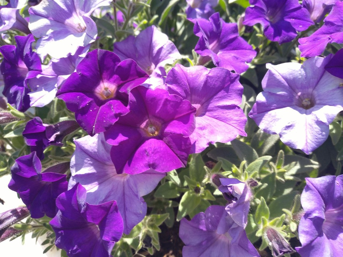 Шок Вейв Деним три расцветки одновременно