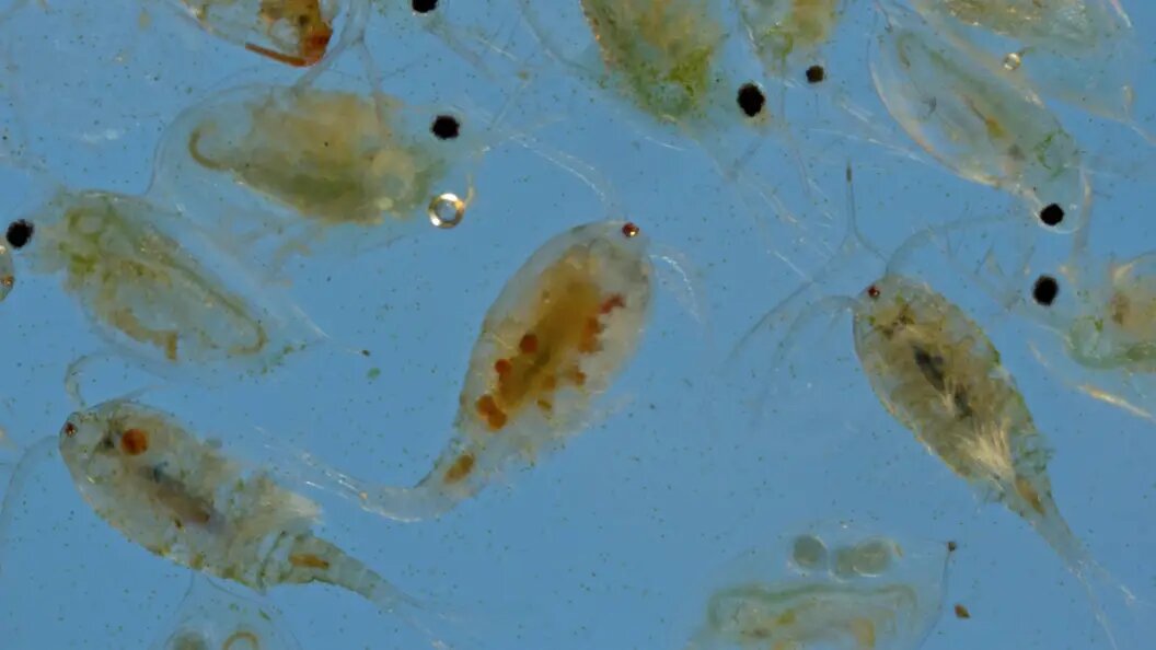    A. Hartl/blickwinkel/Globallookpress