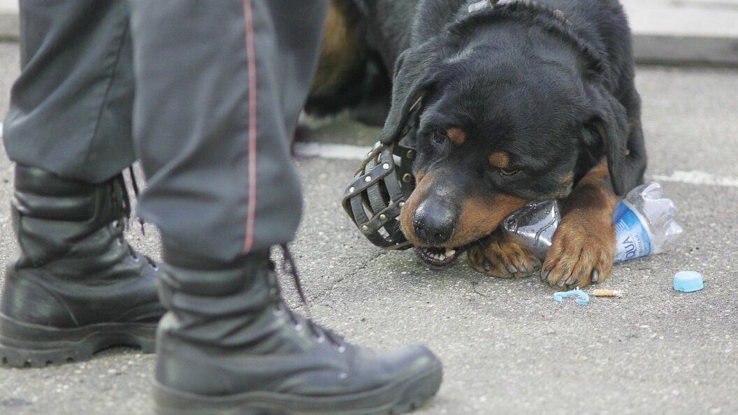    Alexander Wilf/Russian Look/Globallookpress