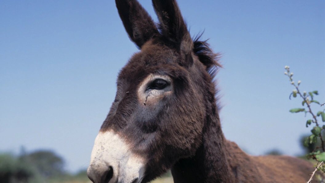    ФОТО: ВЕРНЕР ОТТО/GLOBALLOOKPRESS