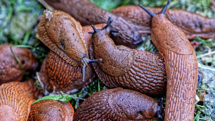 Нашествие гигантских слизней из Португалии  в Беларусь и Россию