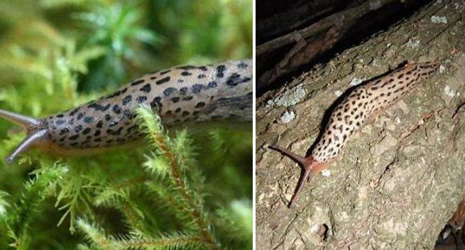 местный  - Большой придорожный слизень (Limax maximus)