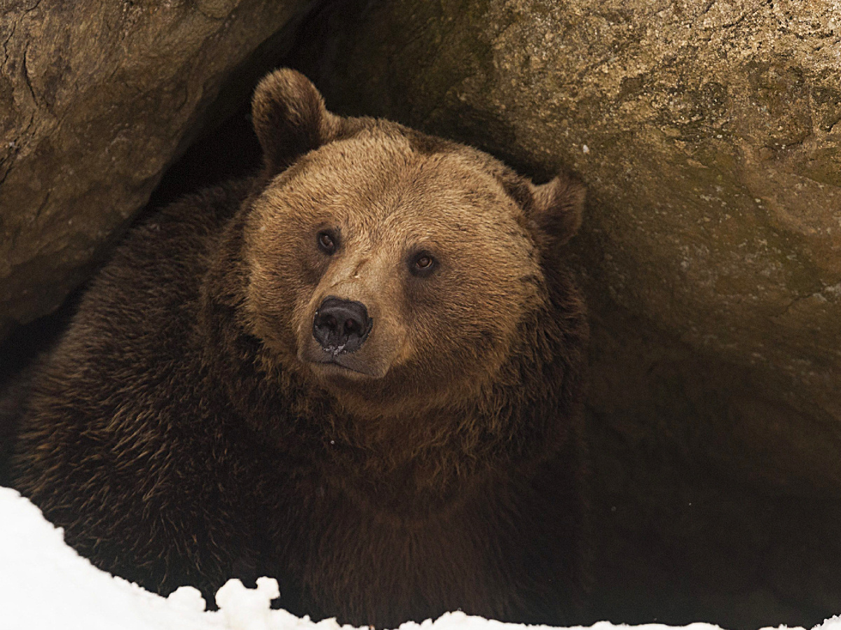 Если одним медведям не удаётся подготовиться и впасть в спячку, то другие выходят из неё раньше положенного срока. Вообще, всех шатунов можно условно поделить на голодных, нездоровых и разбуженных. 