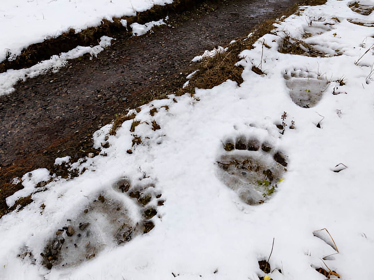 Крупные отпечатки лап и когтистые намётки на деревьях — верный признак присутствия великана. Да и свежие заломы в чащобе должны насторожить.